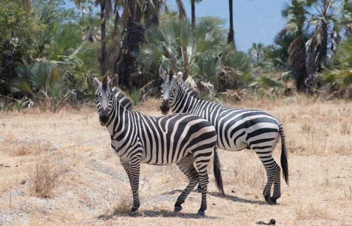 Equus quagga boehmi 'Grant's zebra'